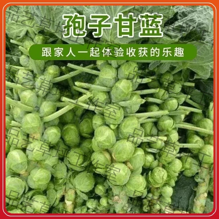 孢子甘蓝种子四季可播新手易种小型芽球包心菜蔬菜种籽阳台花园