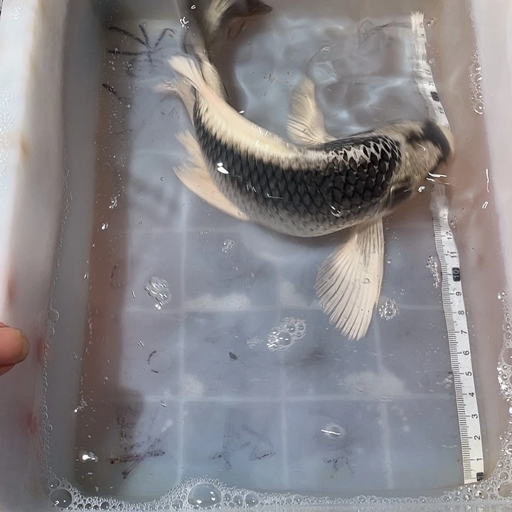 蝴蝶鲤鱼渔场直发09