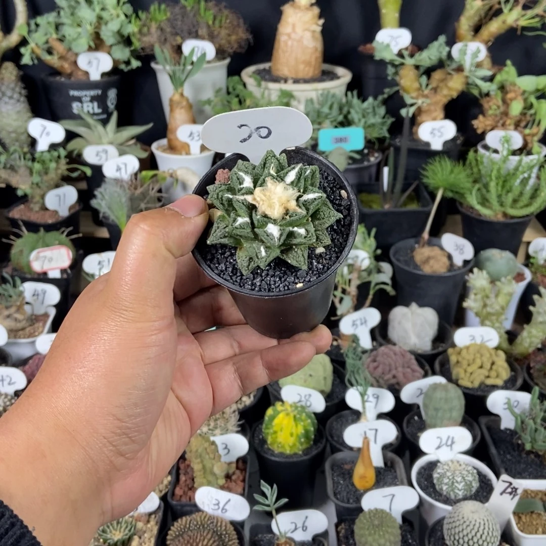 辛顿牡丹一物一拍