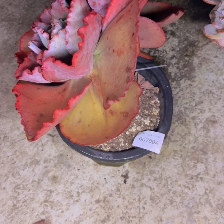 光***狂多肉一物一拍7004