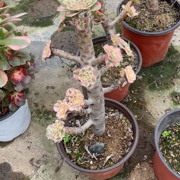 山***€126围巾多肉123446788