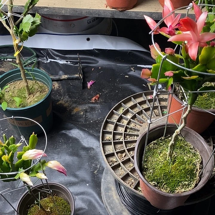 紫色粉色重瓣叶片各6个2个大花