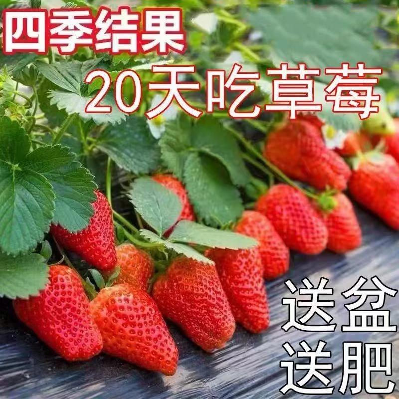 (20天结果)奶油草莓秧苗盆栽四季草莓苗带花南方北方种植当年结果