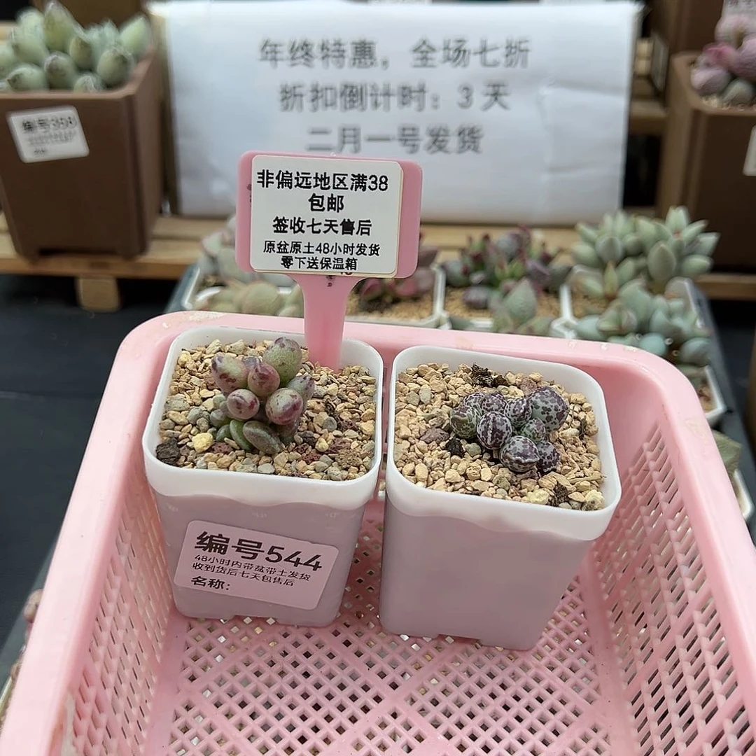 小*子544达摩海豹鼓锤多肉植物