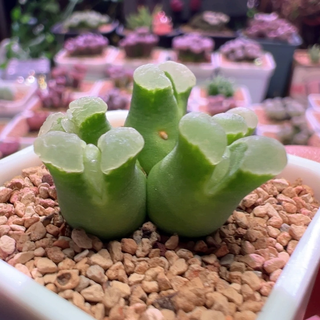 0881，微瑕，佛肚，肉锥植物