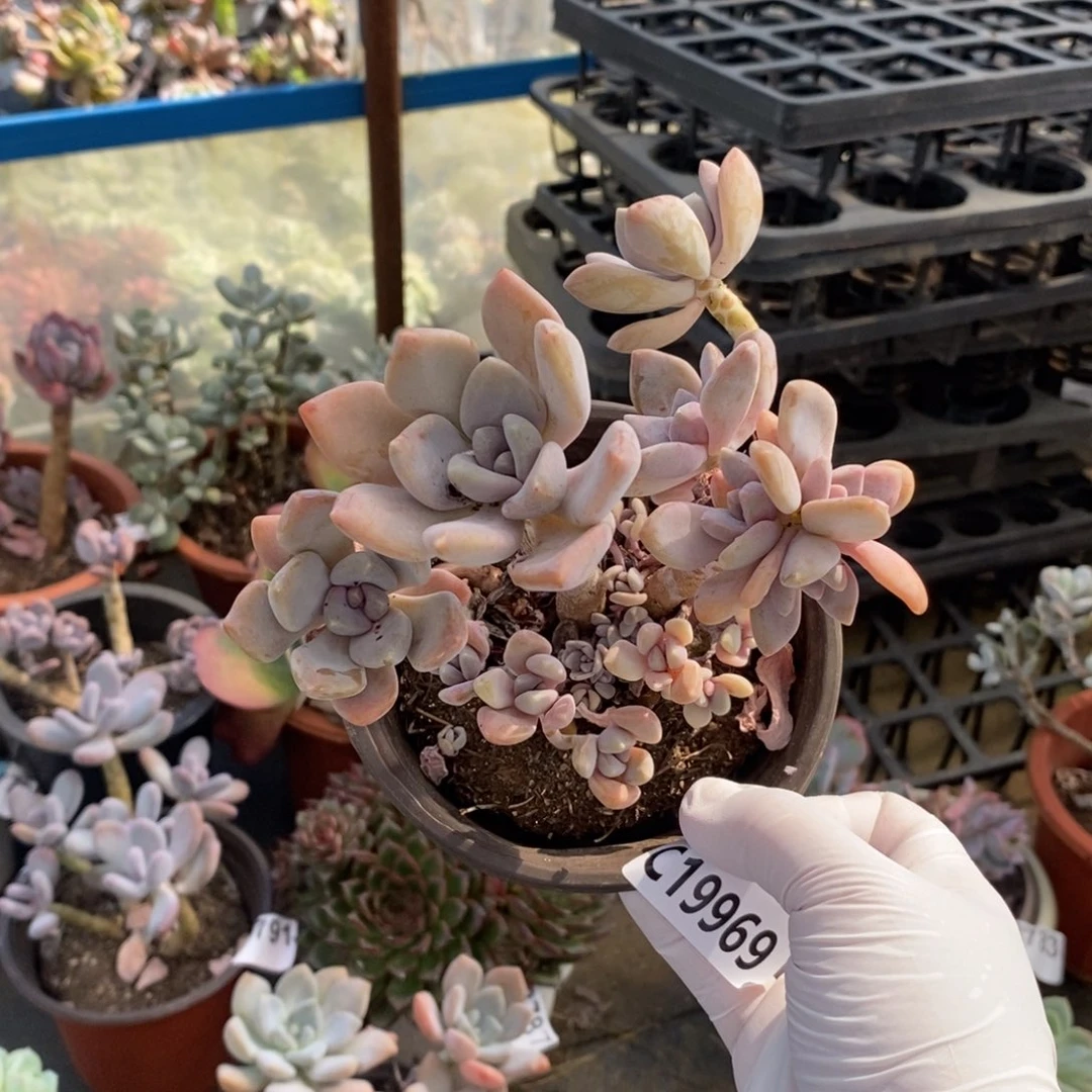 19969冬美人一物一拍