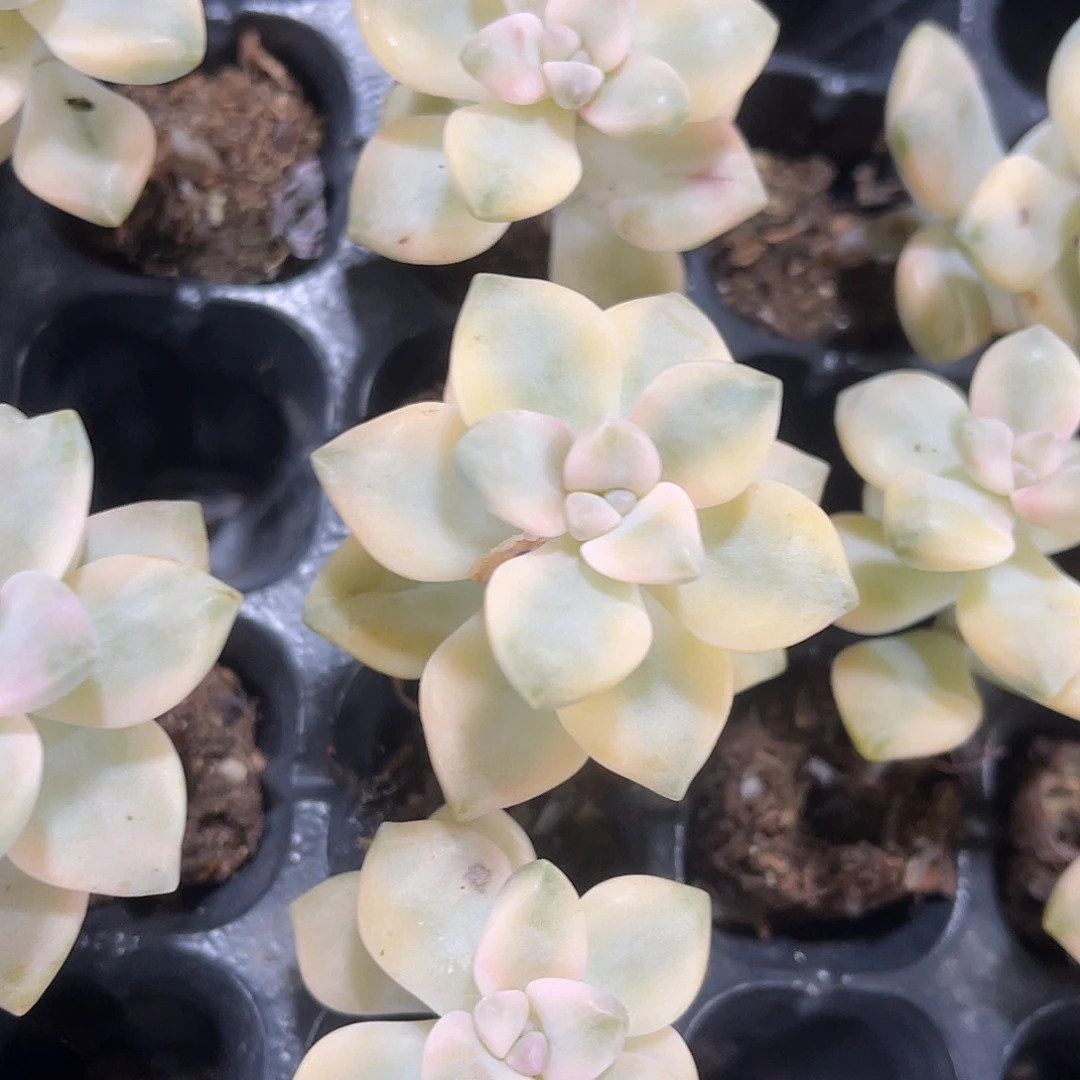 精品美杏锦多肉植物