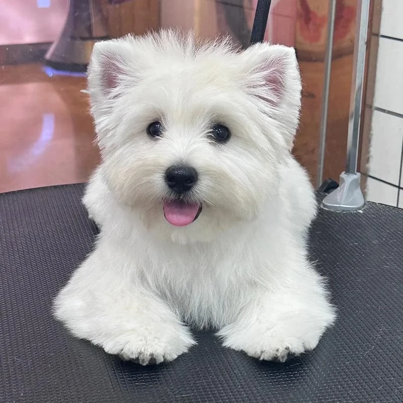 怪兽村自家犬舍养殖西高地幼崽小狗西高地白梗犬宠物狗活体定金