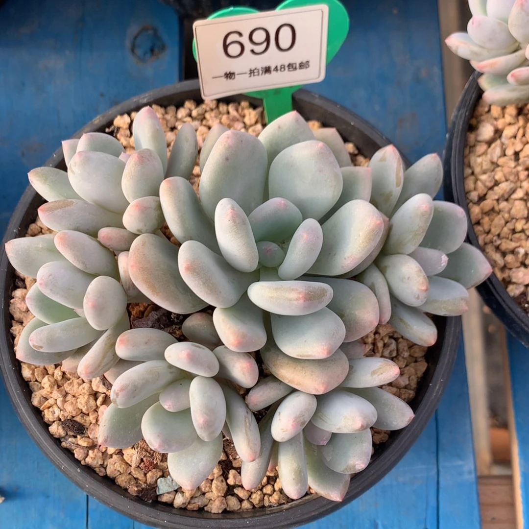 三明治美人老桩一物一拍