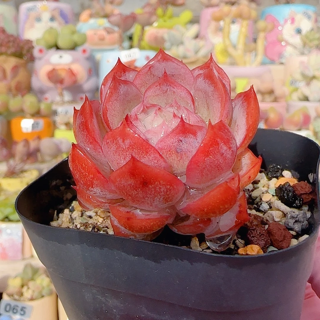 红红孤星 盆口4cm