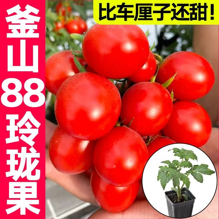 TZ寿光釜山88玲珑番茄苗超甜可口苗场直发