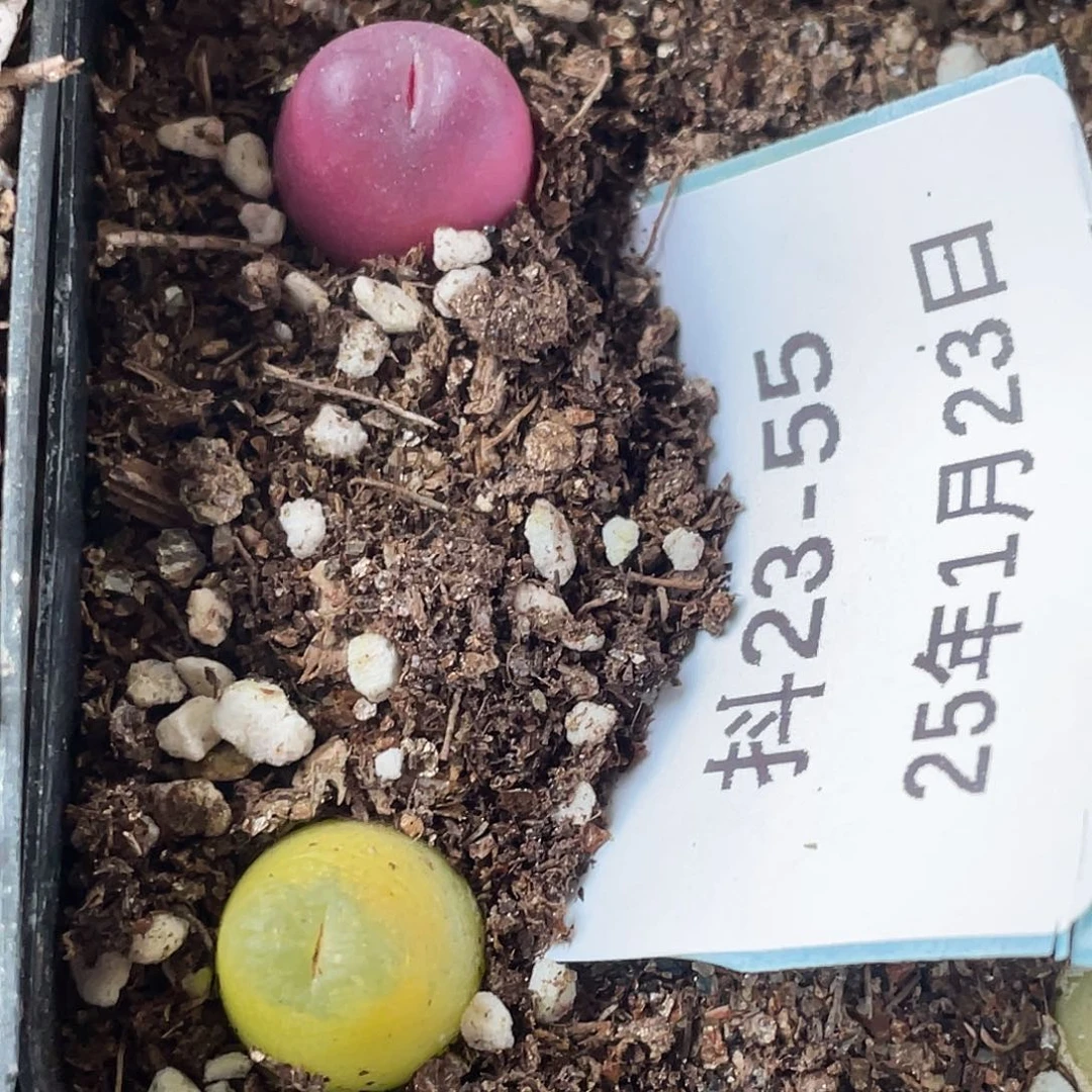 23-55水蜜桃多肉植物