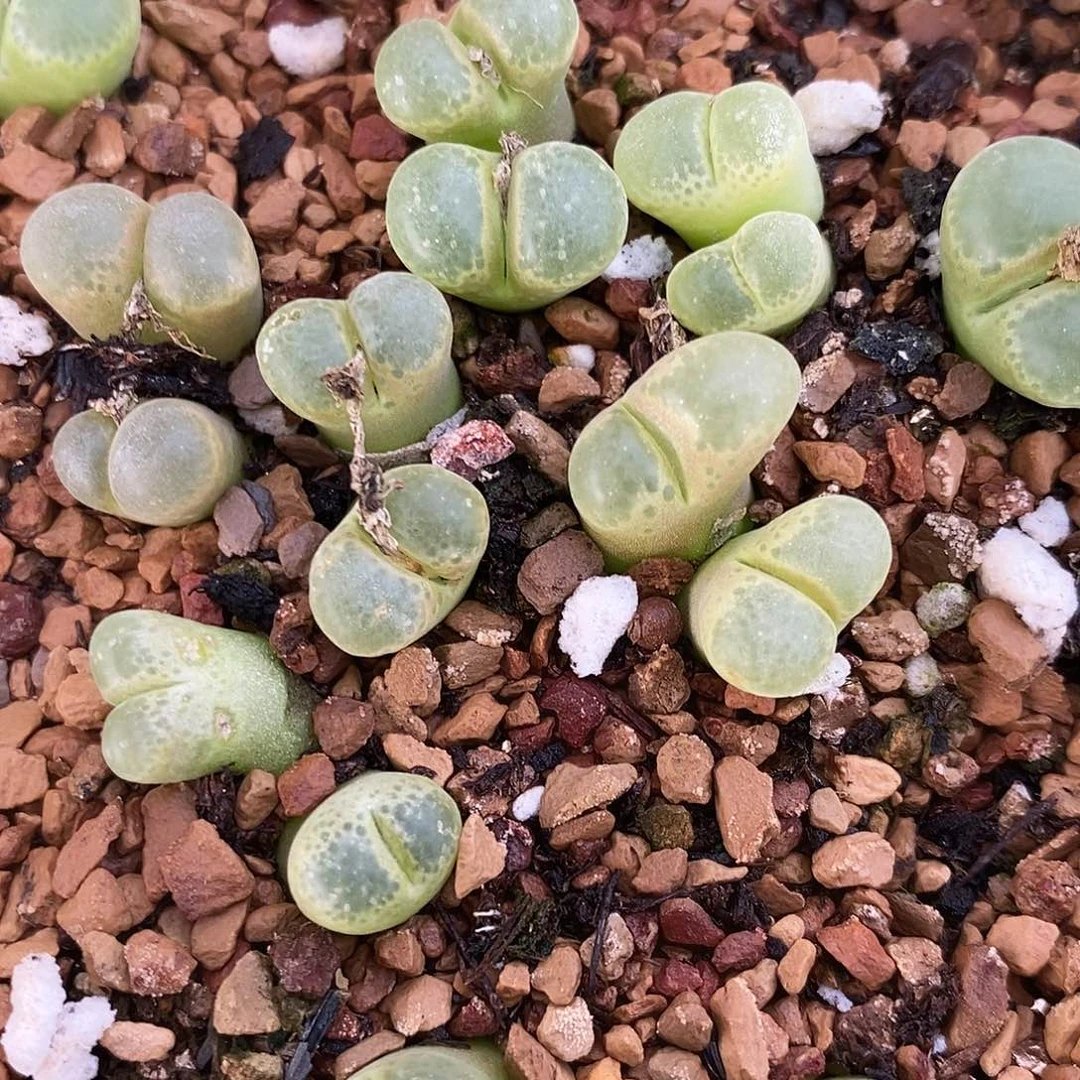 双头粉樱风铃1颗。