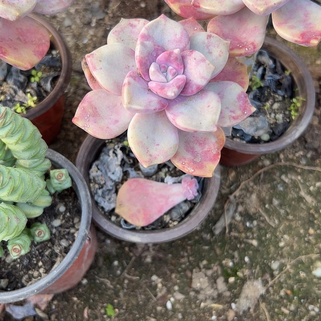 多肉植物鹅肝紫乐