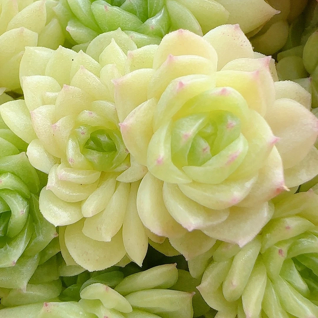 【闪购商品】0616-26玫瑰花珠光优选麦杆