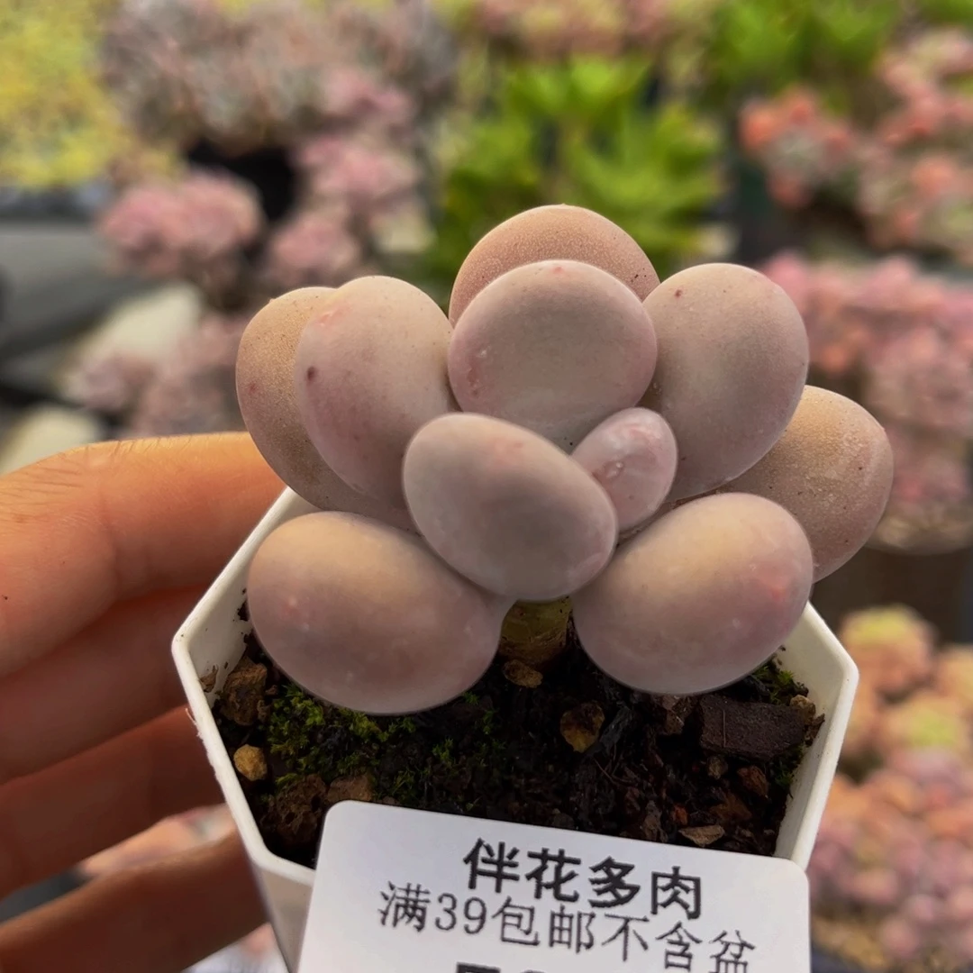 861-橙雪球多肉5cm