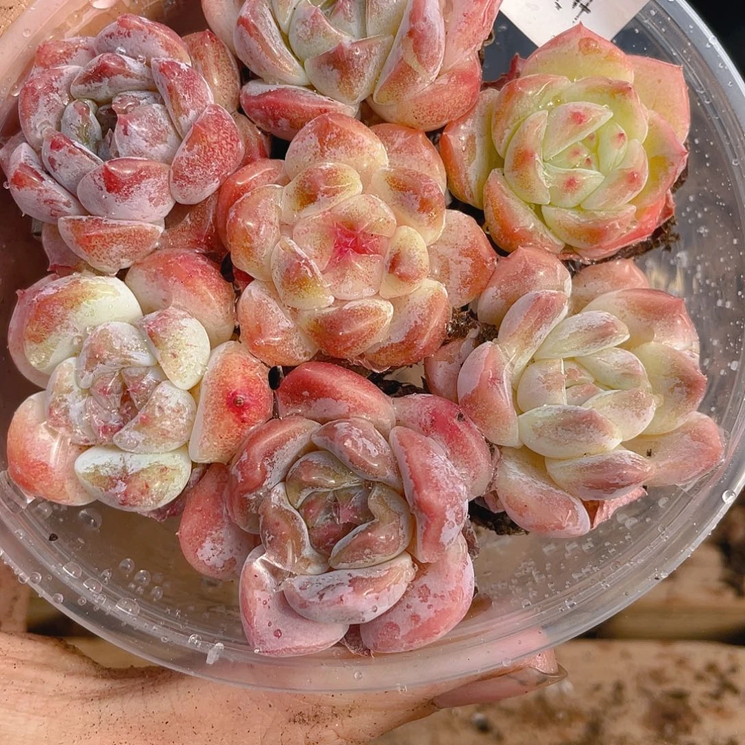 多肉植物多肉植物247