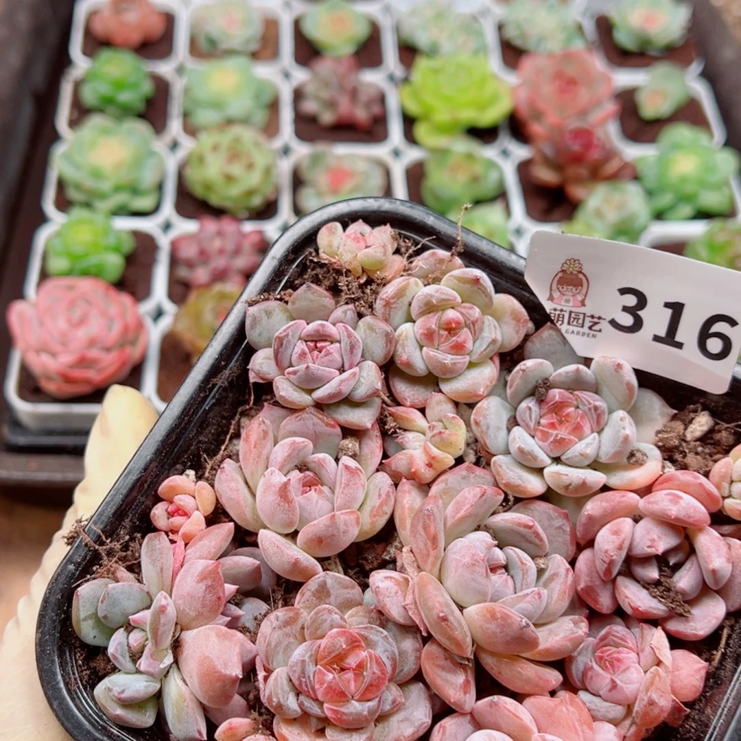 多肉植物多肉植物
