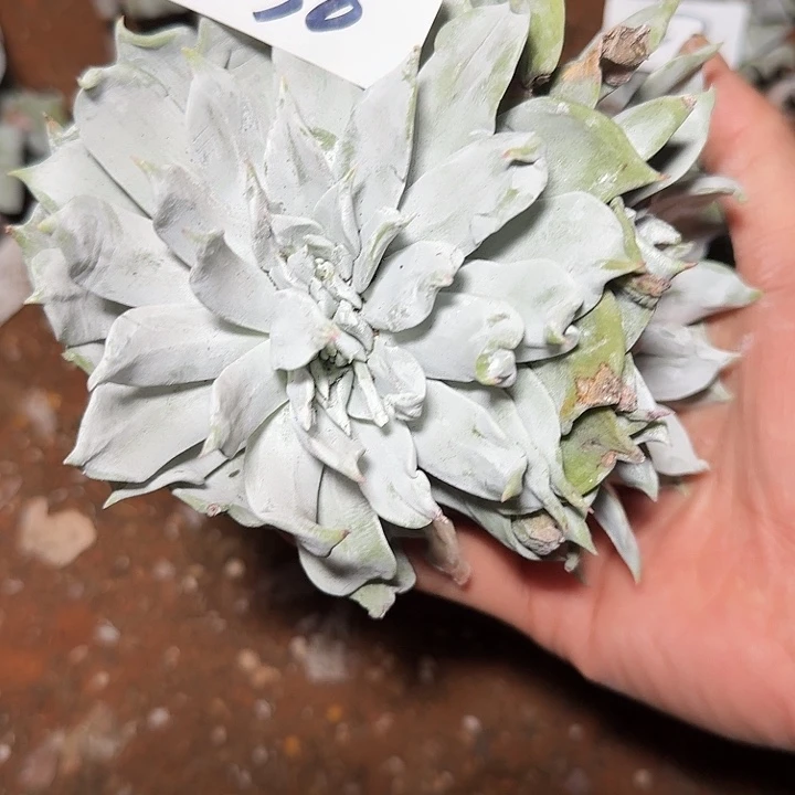 3代杂交仙女杯多肉福利辞退瑕疵