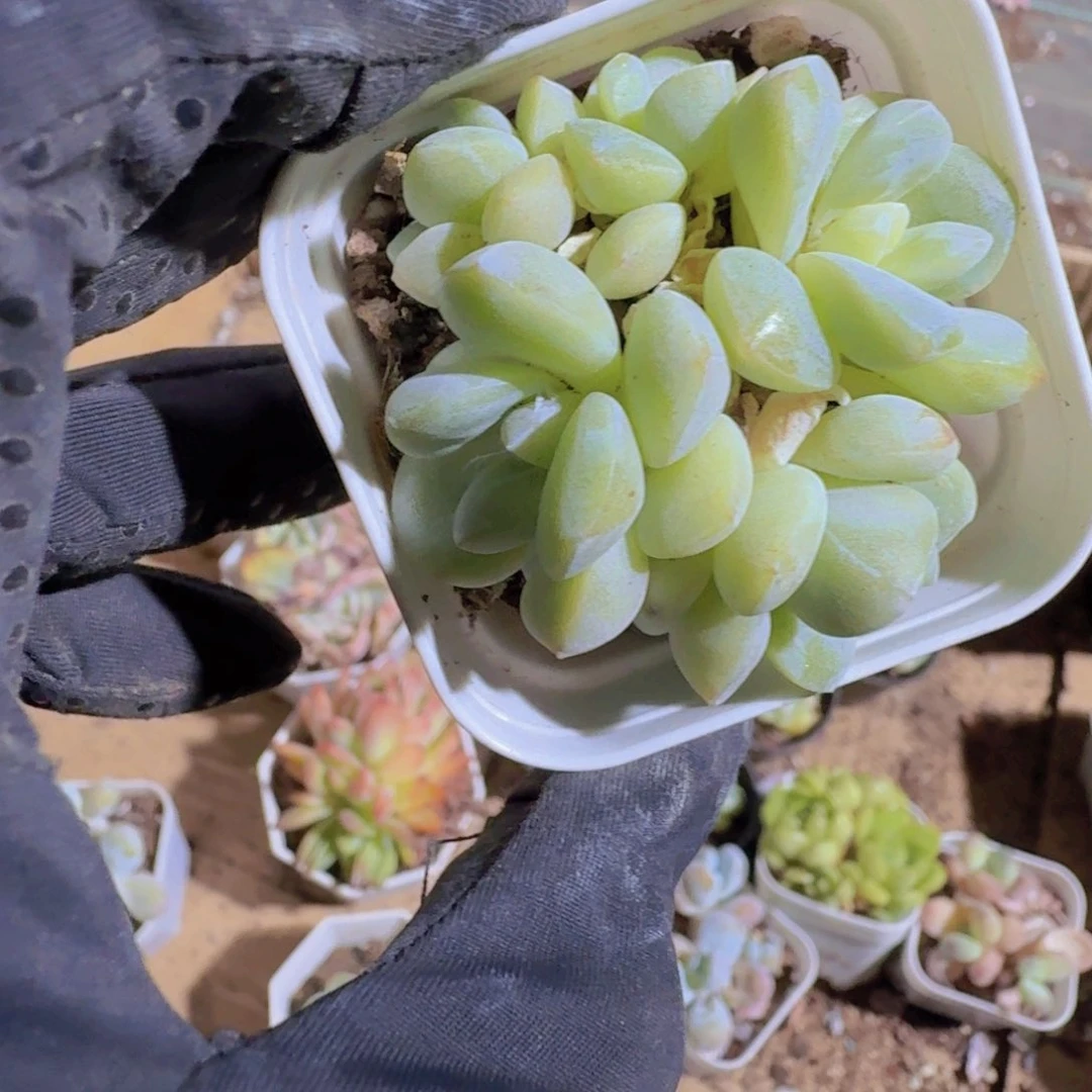 ?精品冰玉多肉植物