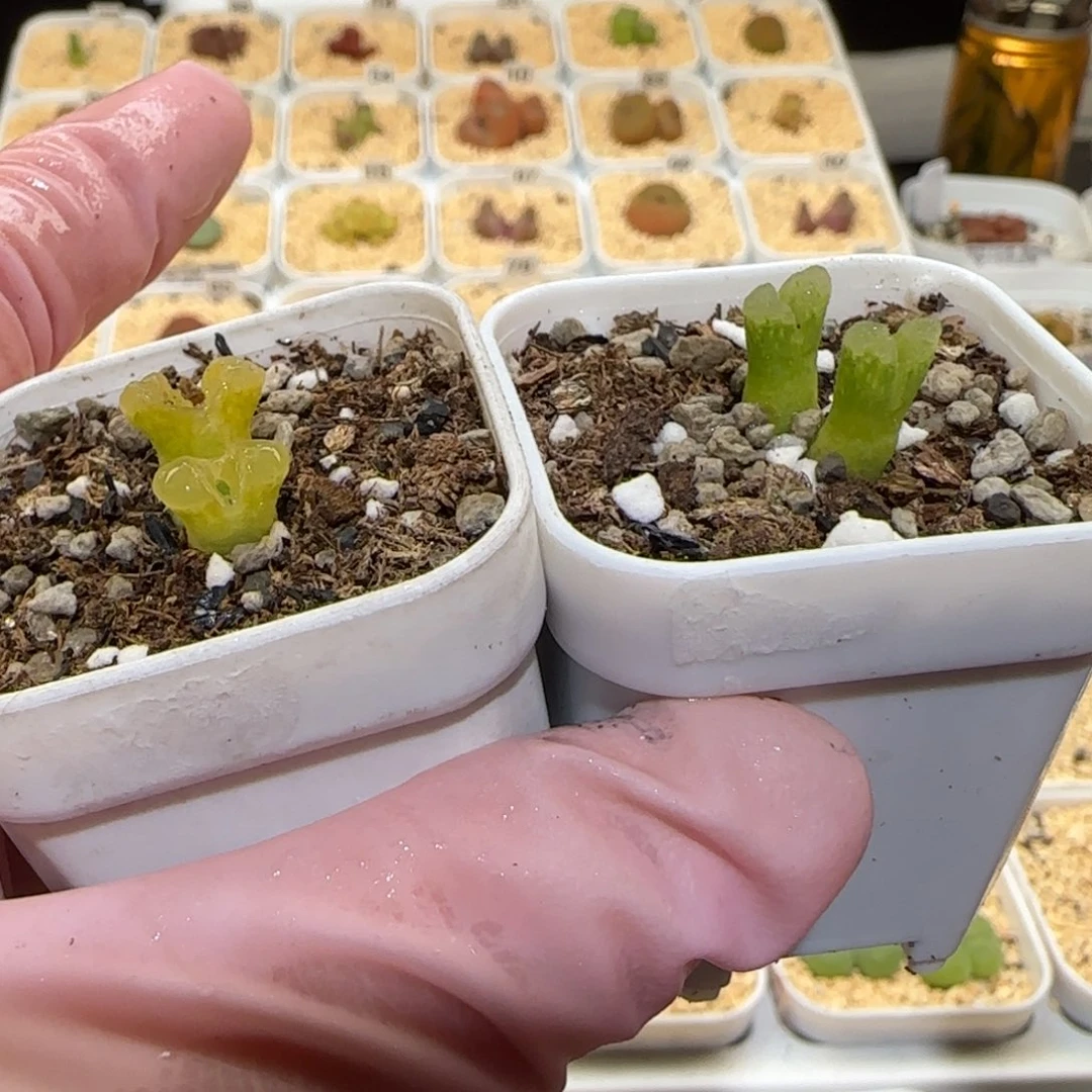 Z*?肉锥多肉植物百科-1587