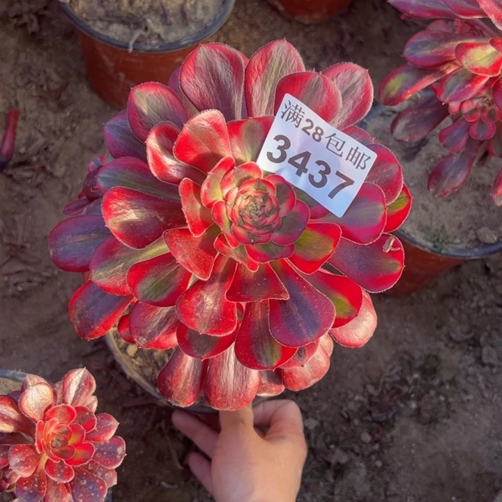 3437香奈儿多肉植物