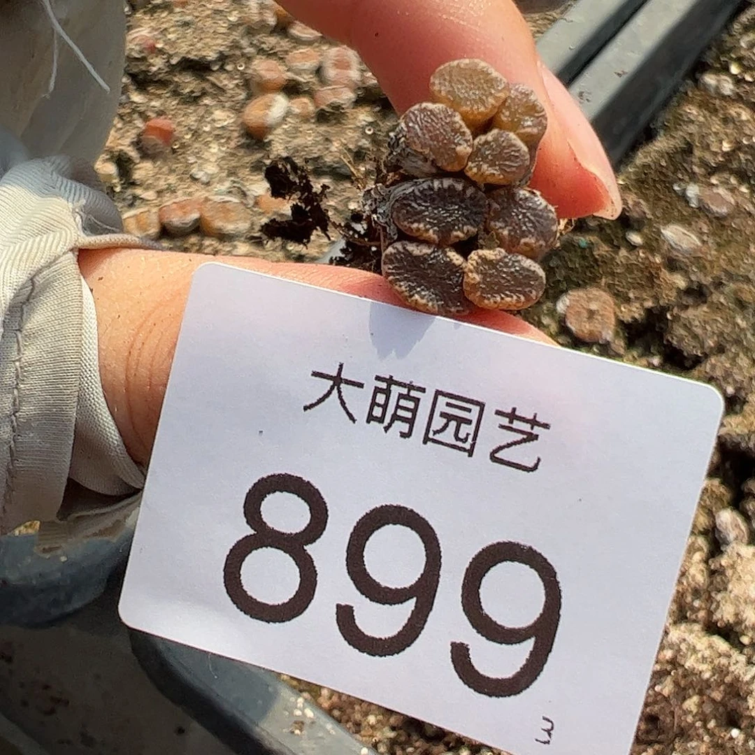 0000899一物一拍……