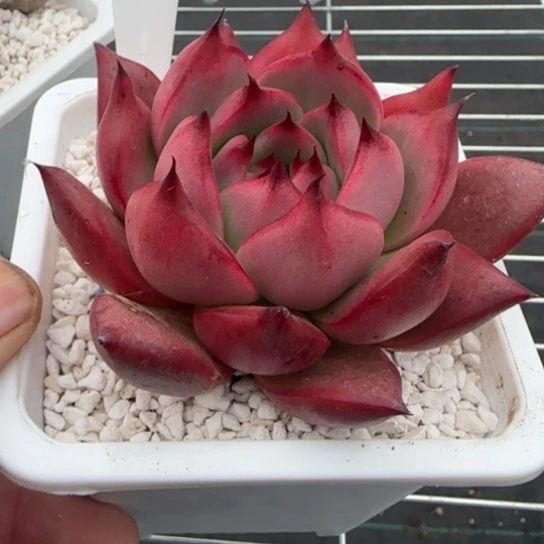 105 一物一拍多肉