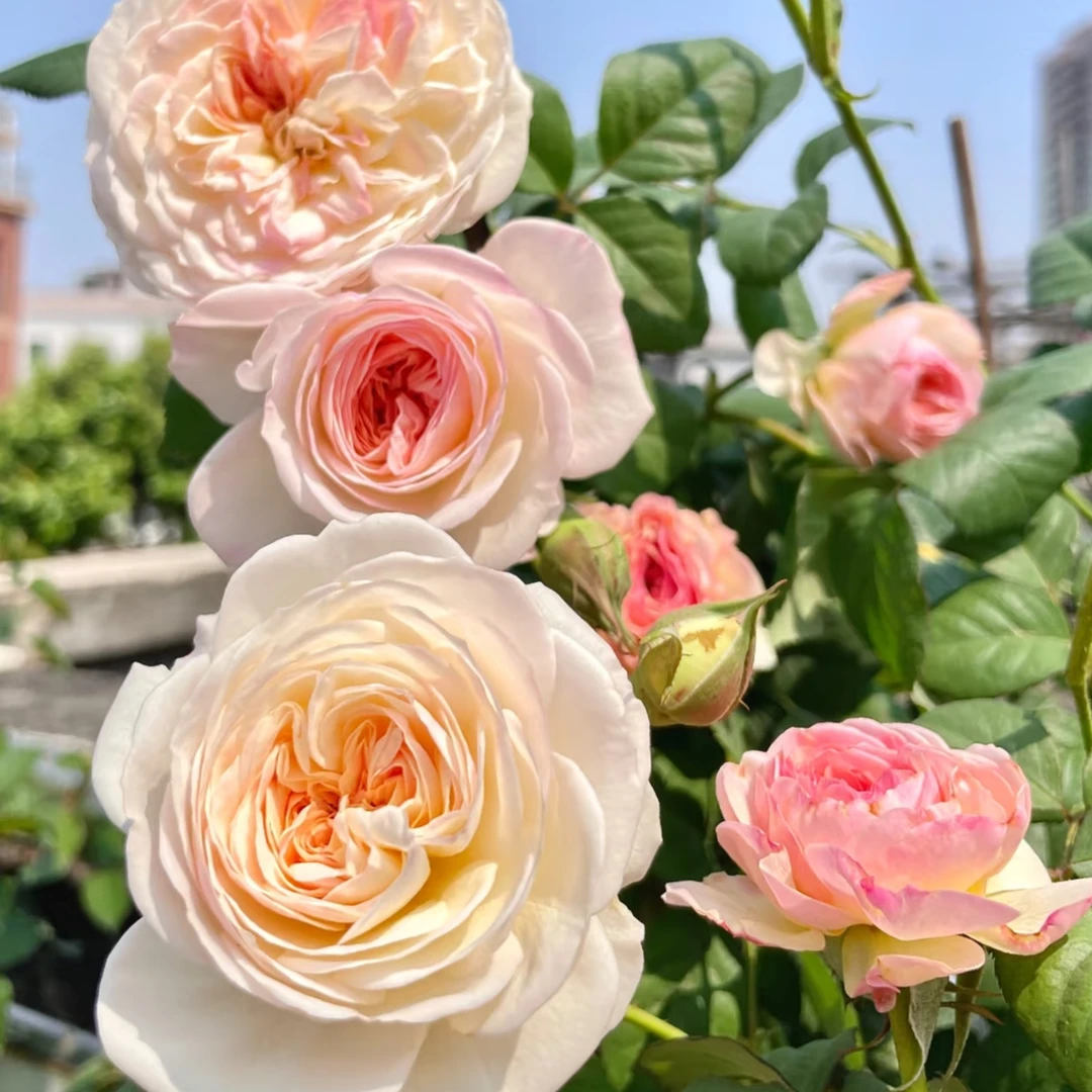 中苗土球发【凯拉】奥斯汀月季 强香 切花