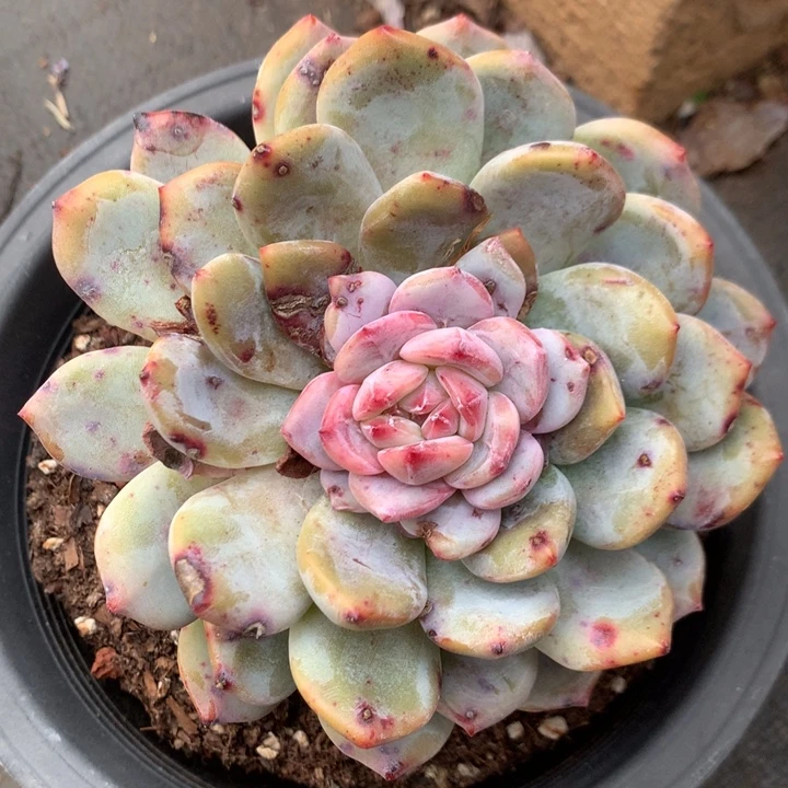 多肉植物橙子变异自然群