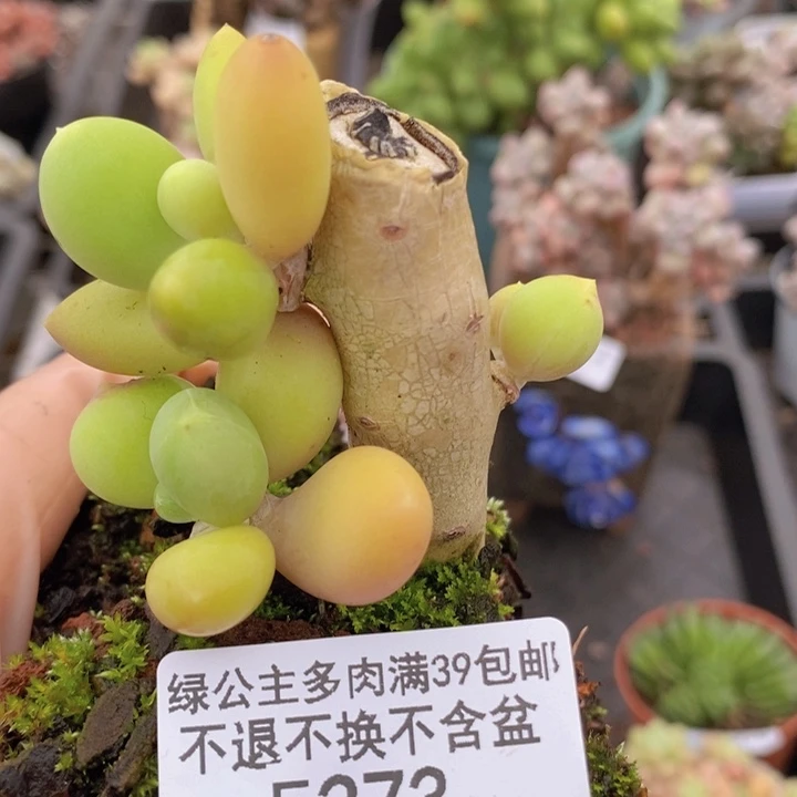 金蝉老桩有砍273多肉植物