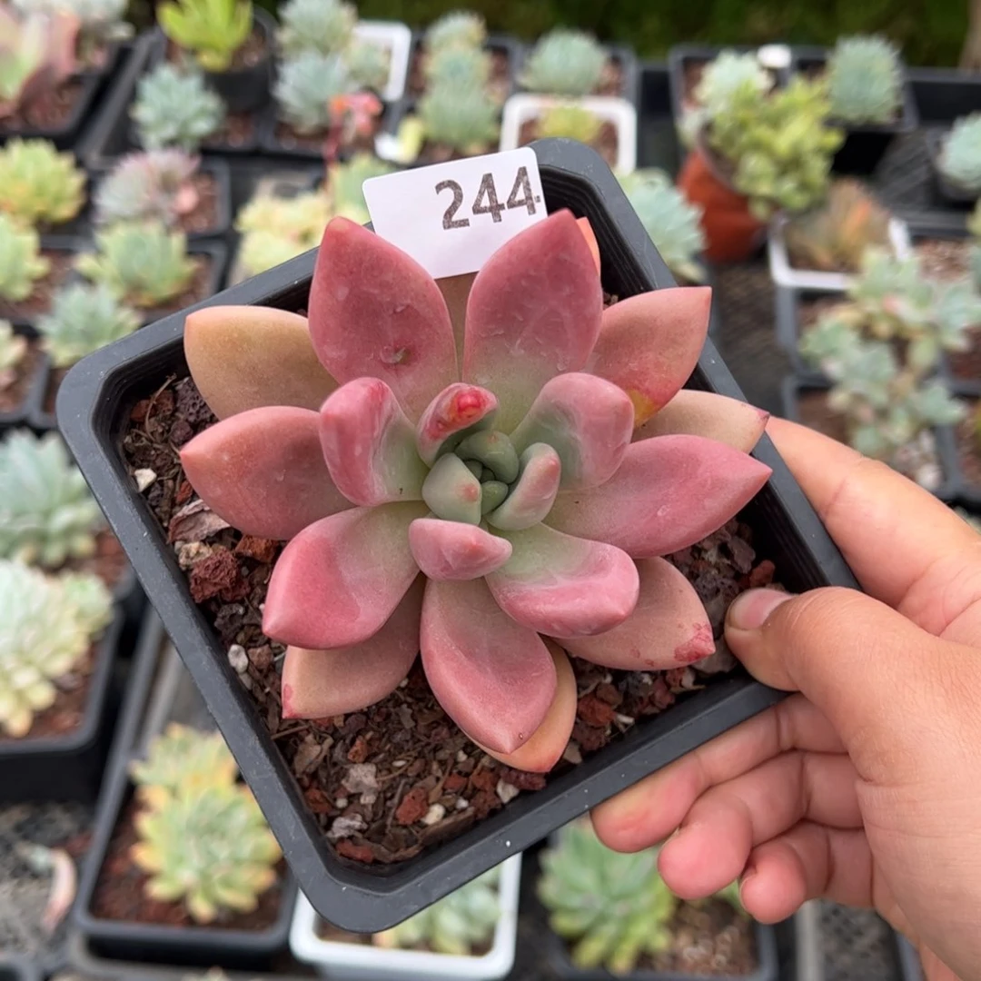 【闪购商品】桃花源。 244。 1111111