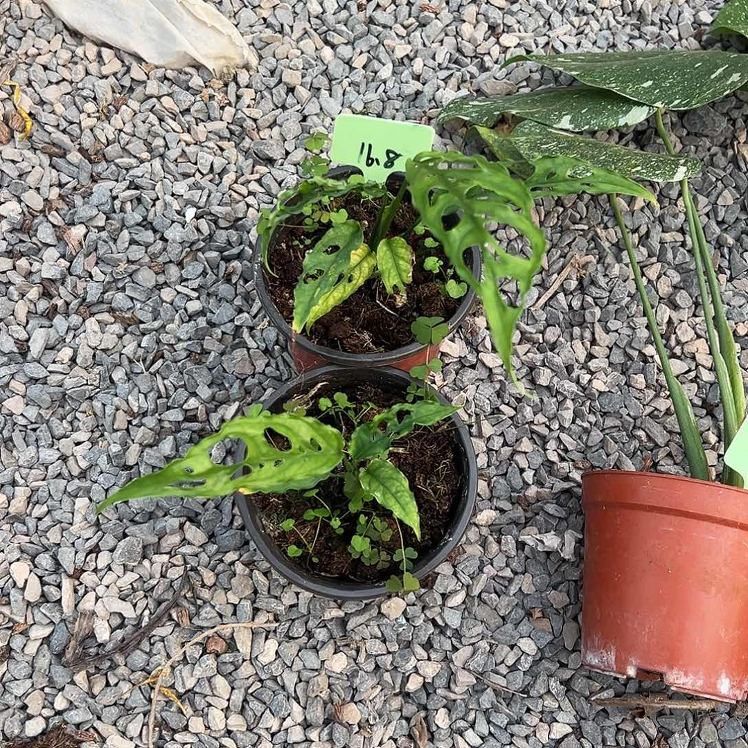 完全开放乞丐龟背竹随机发货不售后随机发货