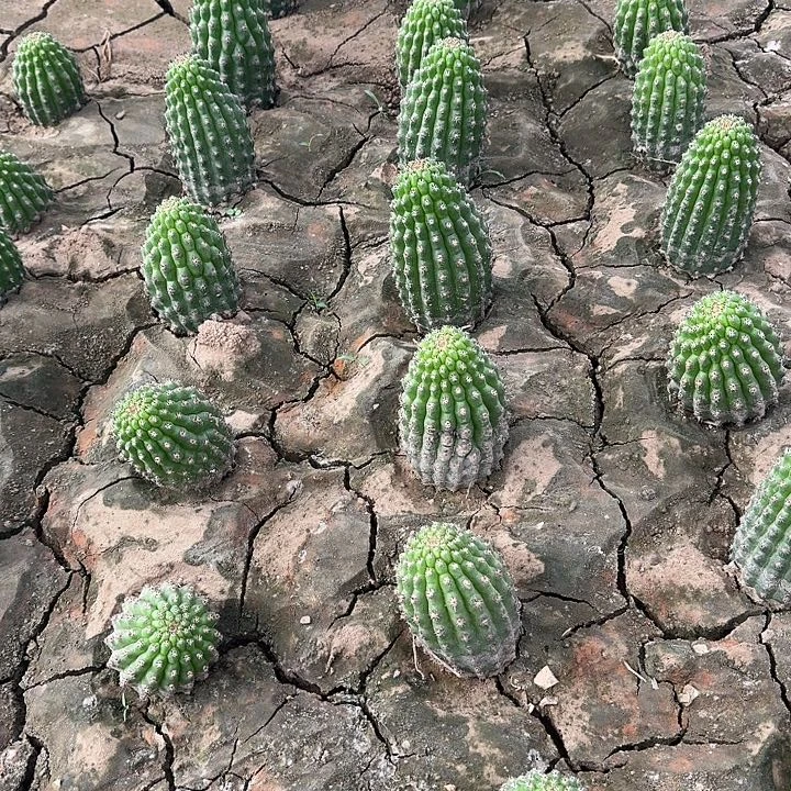 浪*琉璃盏侧芽4公分彩草