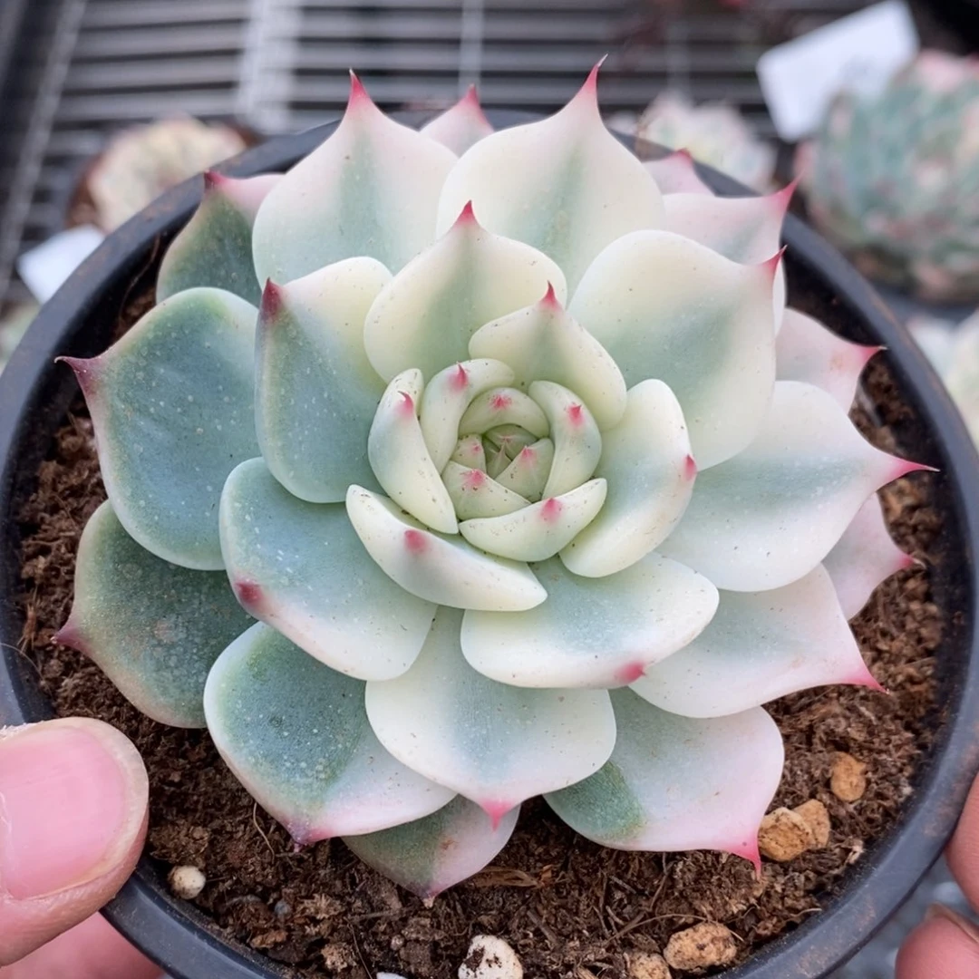 吉娃娃锦多肉植物98号