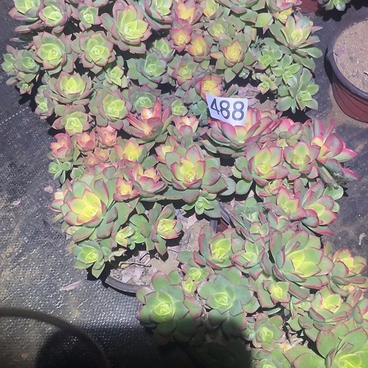 @***@多肉植物法师488艳日辉5颗