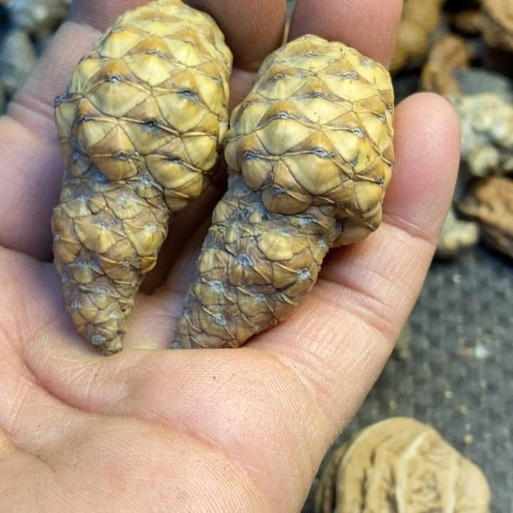 桃核吊坠娜姐真的175