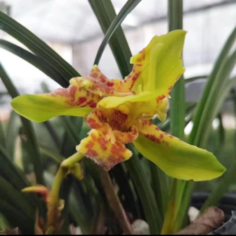 惠兰【五福圣蝶】高贵兰花浓香悠长型好养室内观叶特别好养护