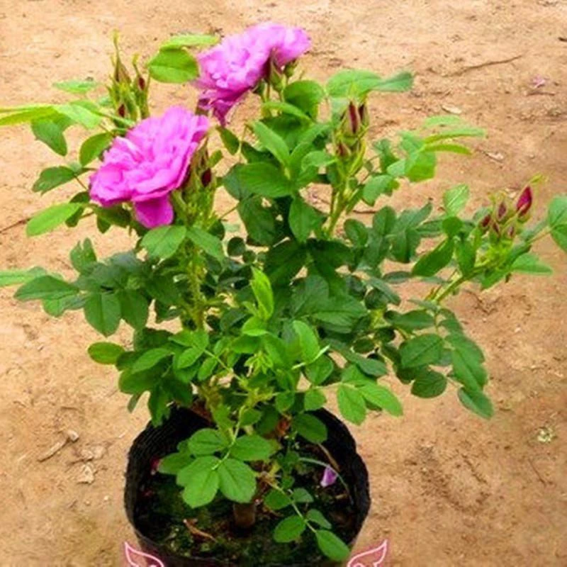 食用玫瑰花盆栽 平阴玫瑰大马士革玫瑰浓香花卉植物树苗月季花