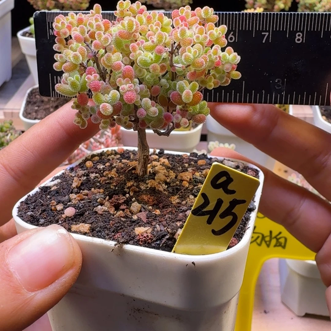 a215号橘子糖冠服5.5厘米左右