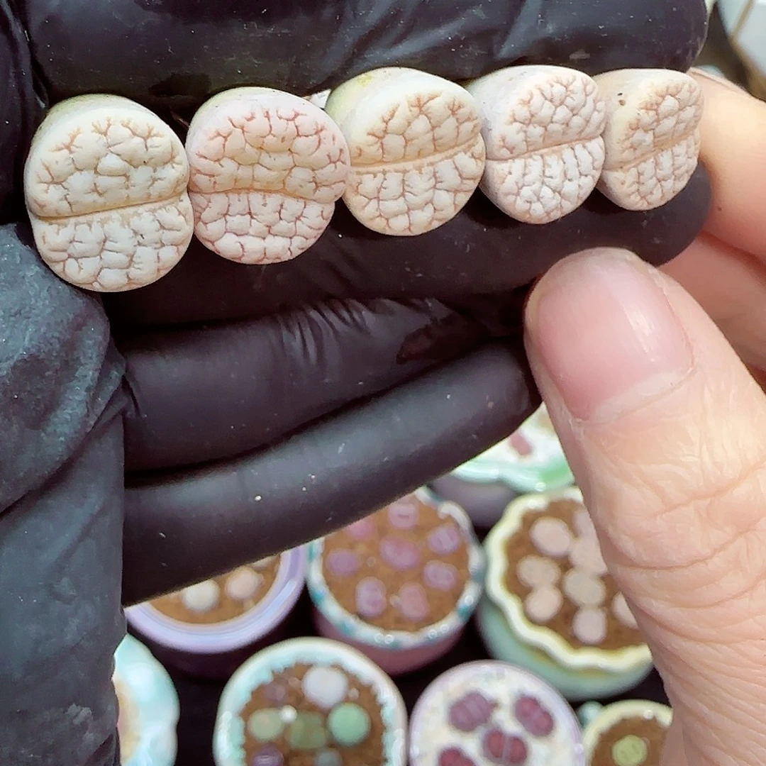 生石花满18包邮1028-109