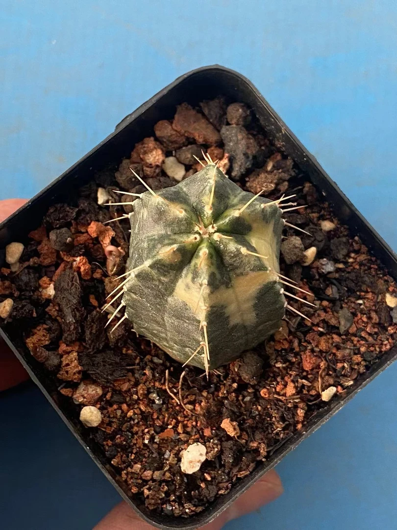 宇宙殿锦  仙人球系列