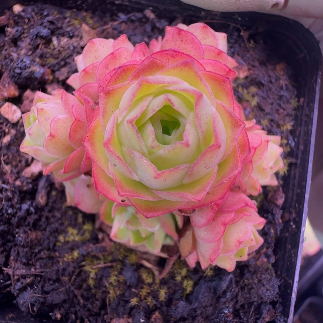 L709半城玫瑰画心不含盆土