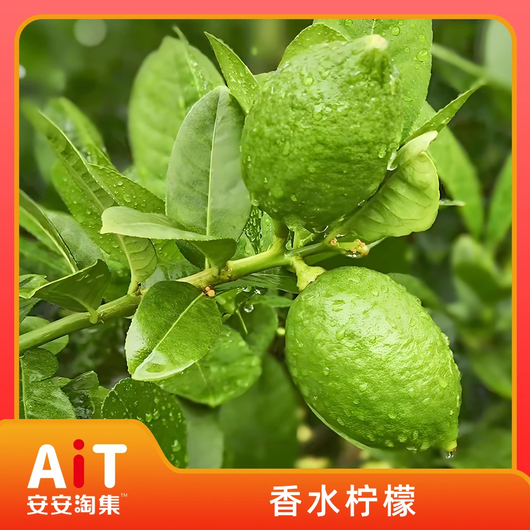 香水柠檬酸爽多汁现摘现发特色农产品精品柠檬奶茶店供应链