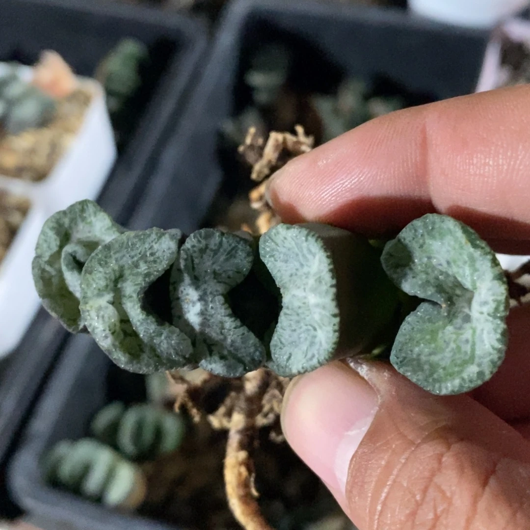 一颗实生牛逼玉扇。