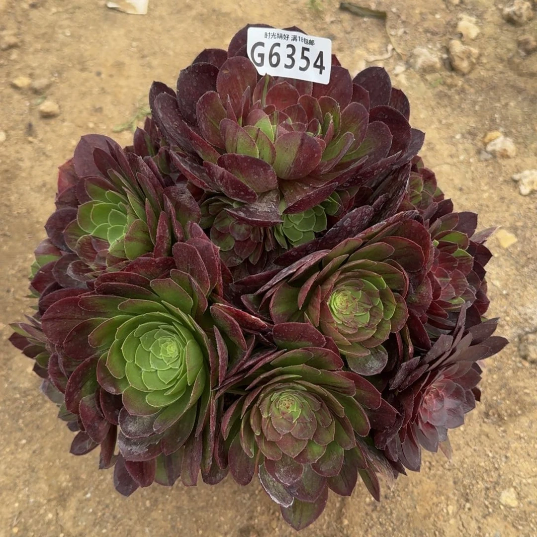 白***?6354花月夜多肉植物