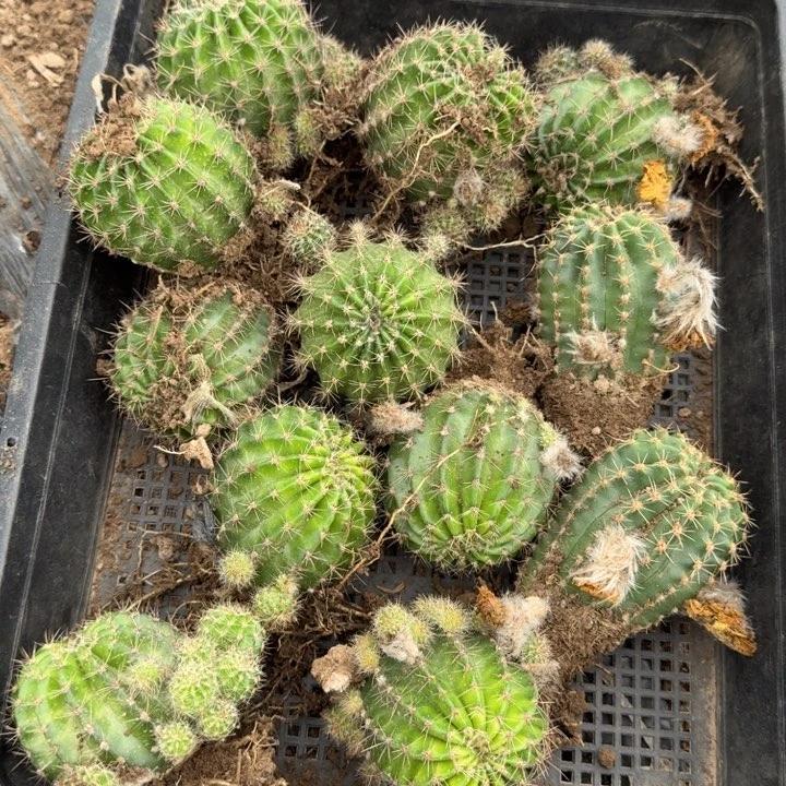 354彩草脱土斑一个掉侧牙无售后