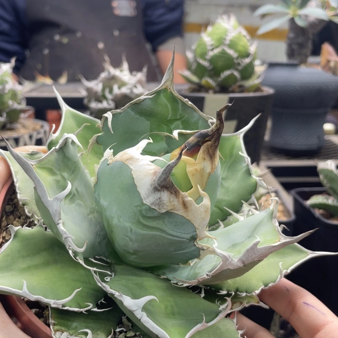 野二555555555555555