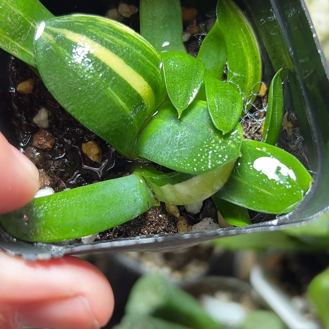 卧牛群锦十二卷多肉