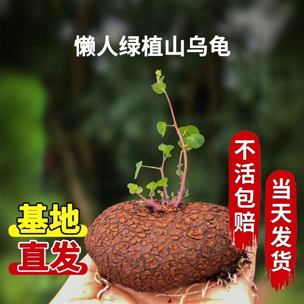 山乌龟金不换植物盆栽红藤圆叶懒人绿植爬藤观叶室内水培阳台客厅